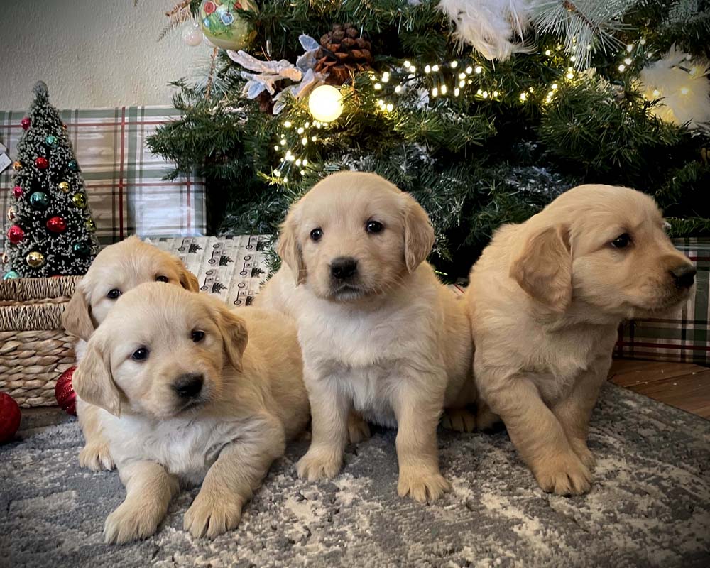 8 week golden retriever puppy for sale in colorado