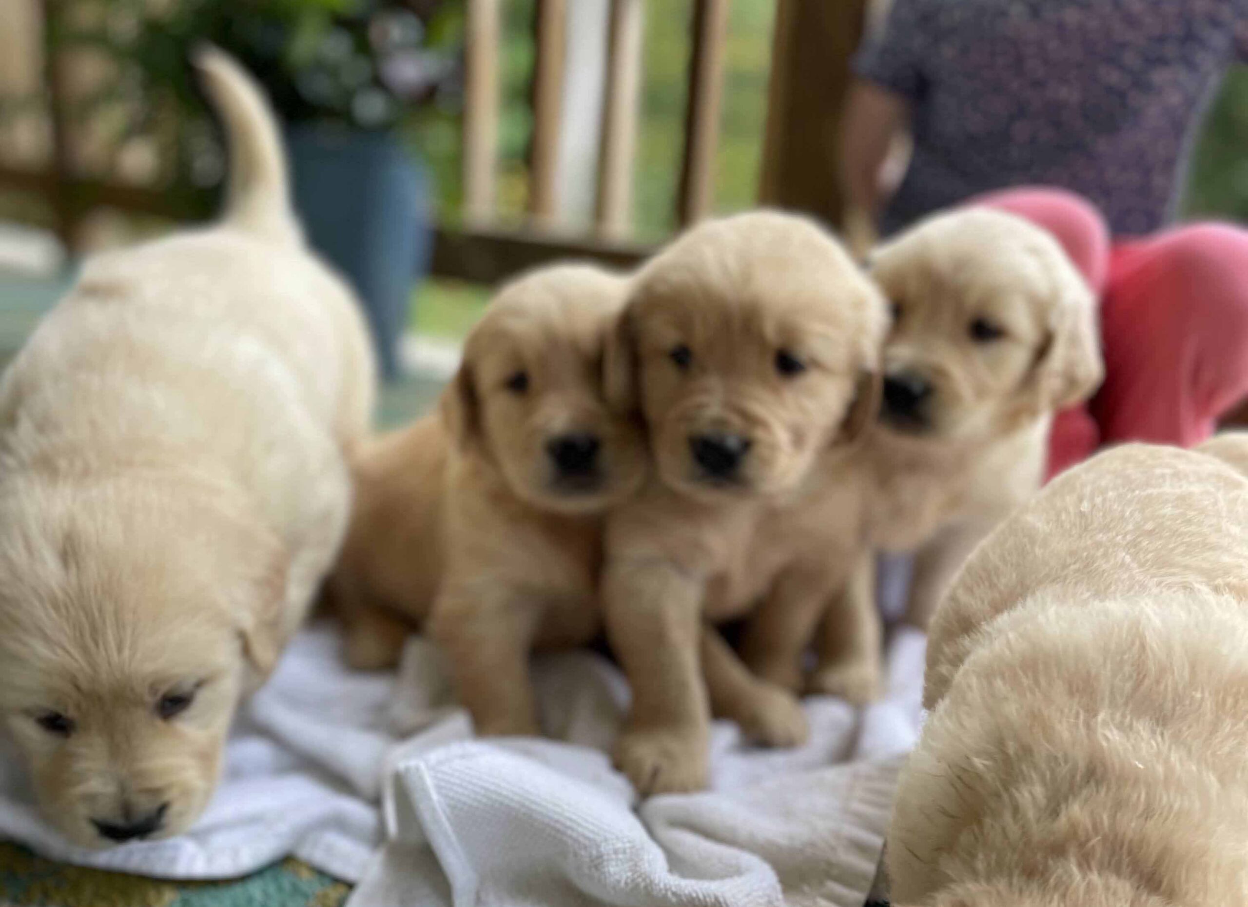 8 week golden retriever puppy for sale in colorado