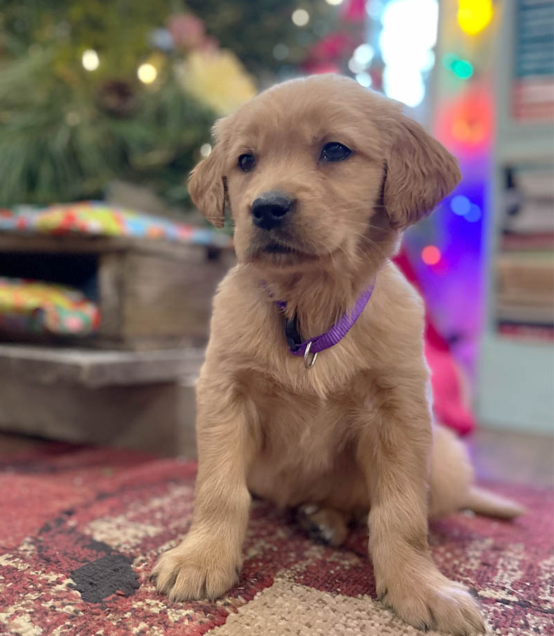 8 week golden retriever puppy for sale in colorado