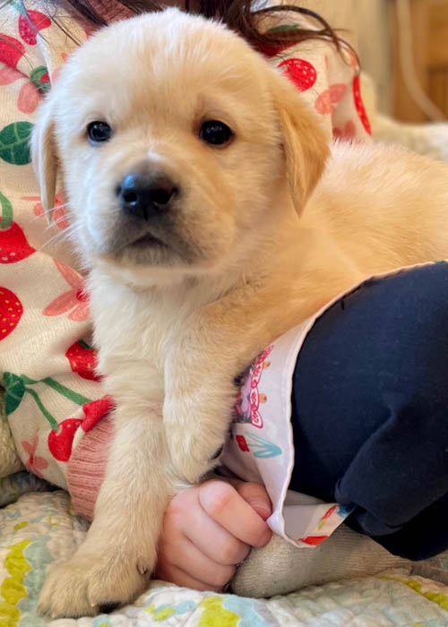 8 week golden retriever puppy for sale in colorado
