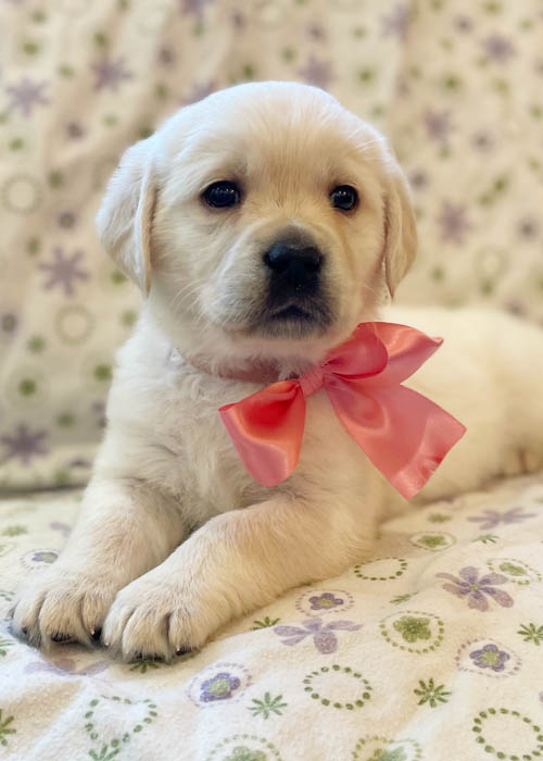 8 week golden retriever puppy for sale in colorado