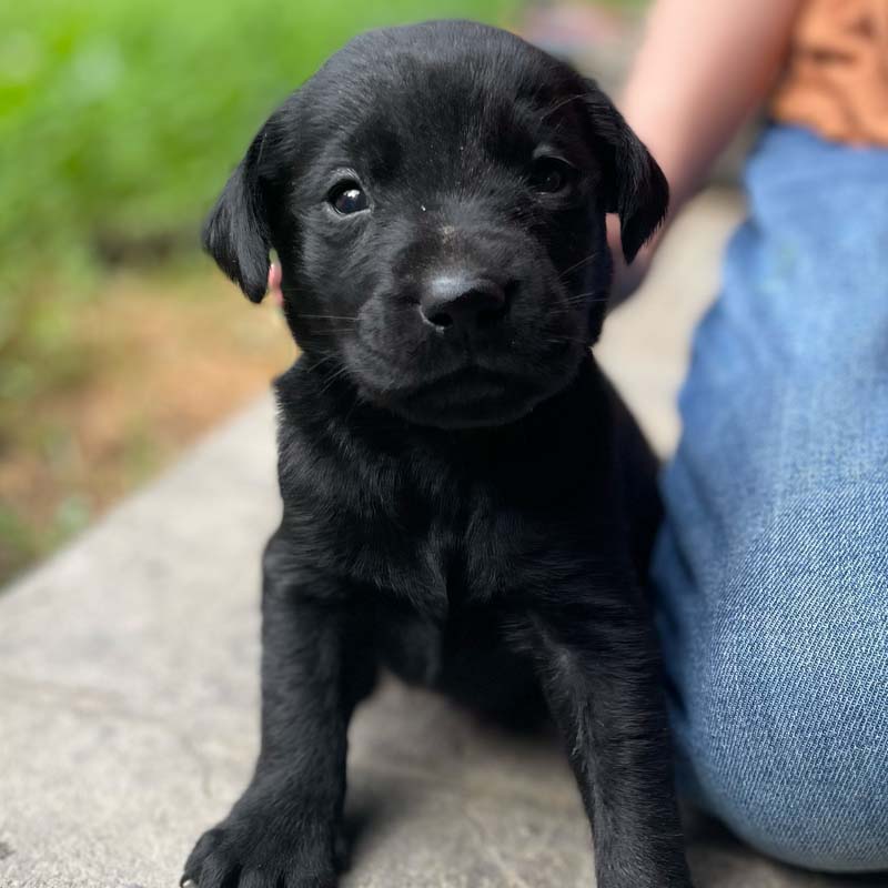 8 week golden retriever puppy for sale in colorado