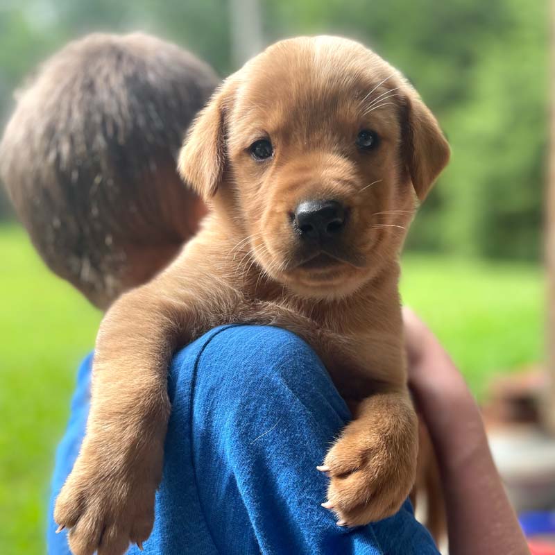 8 week golden retriever puppy for sale in colorado