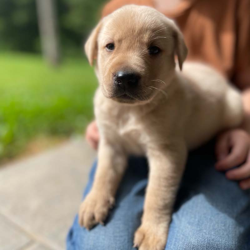 8 week golden retriever puppy for sale in colorado