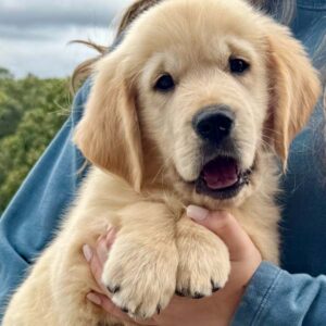 english cream 8 week old puppy for sale colorado near me