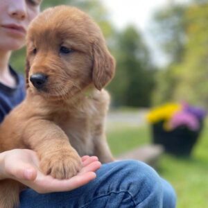8 week old boy golden retriever for sale