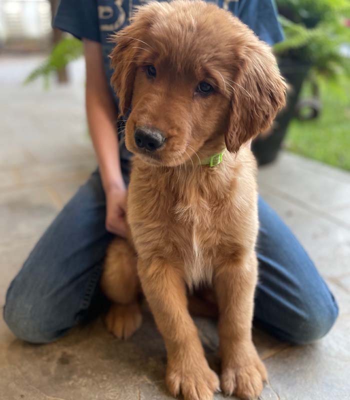 8 week golden retriever puppy for sale in colorado