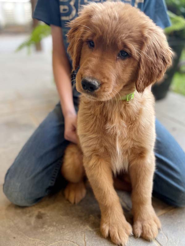 8 week golden retriever puppy for sale in colorado