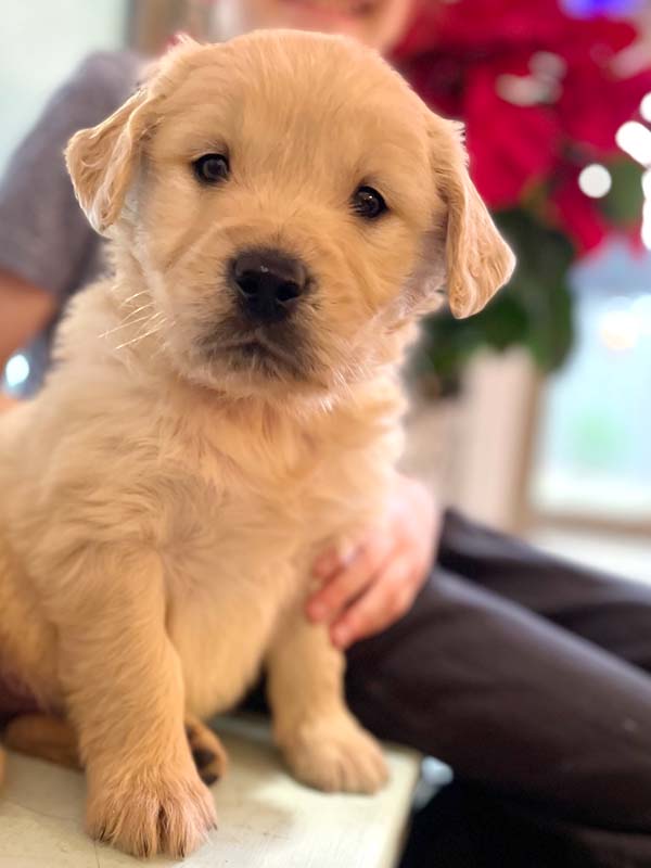 8 week golden retriever puppy for sale in colorado