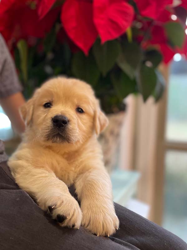 8 week golden retriever puppy for sale in colorado