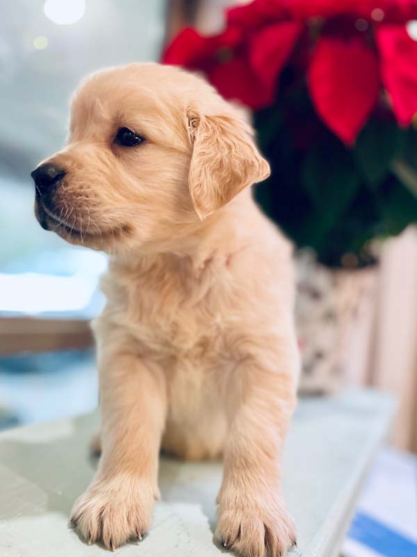 8 week golden retriever puppy for sale in colorado