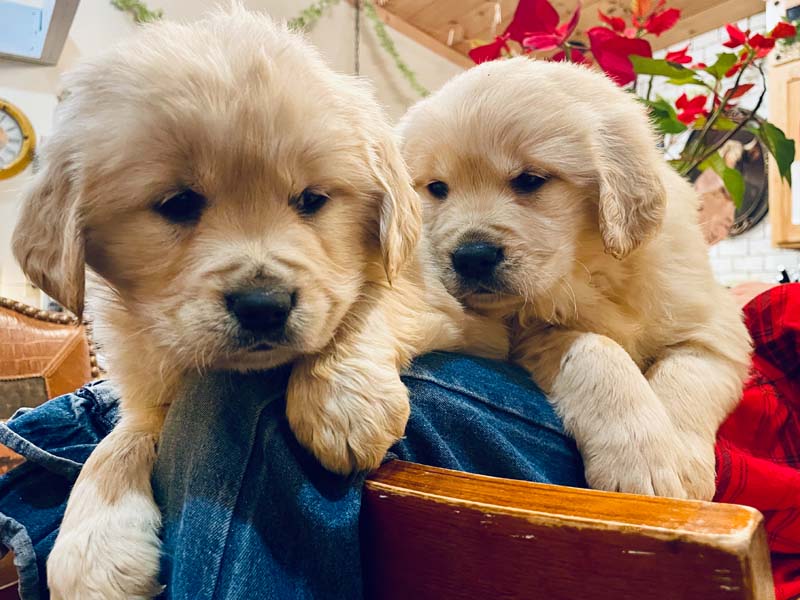 8 week golden retriever puppy for sale in colorado