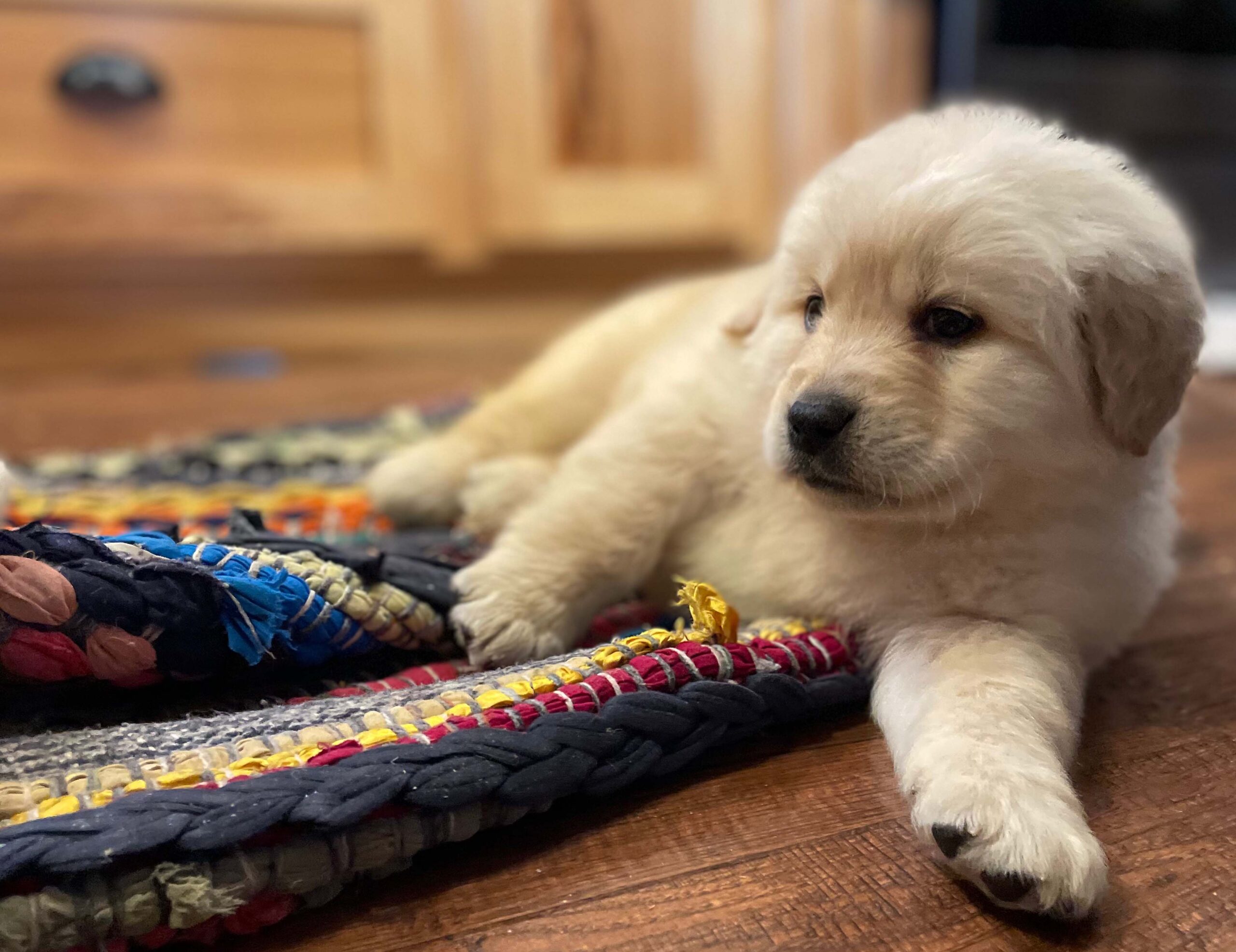 8 week golden retriever puppy for sale in colorado