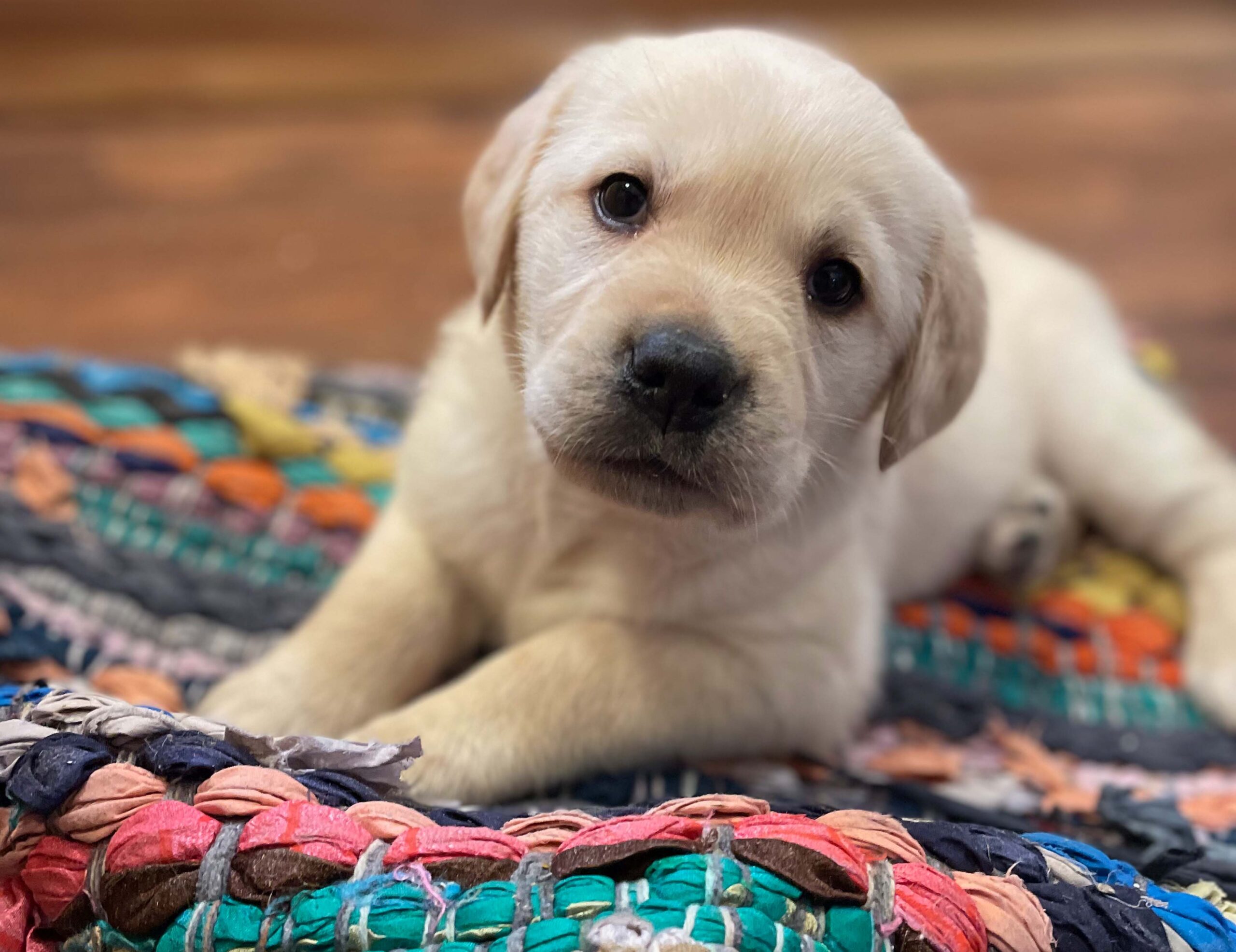 8 week golden retriever puppy for sale in colorado
