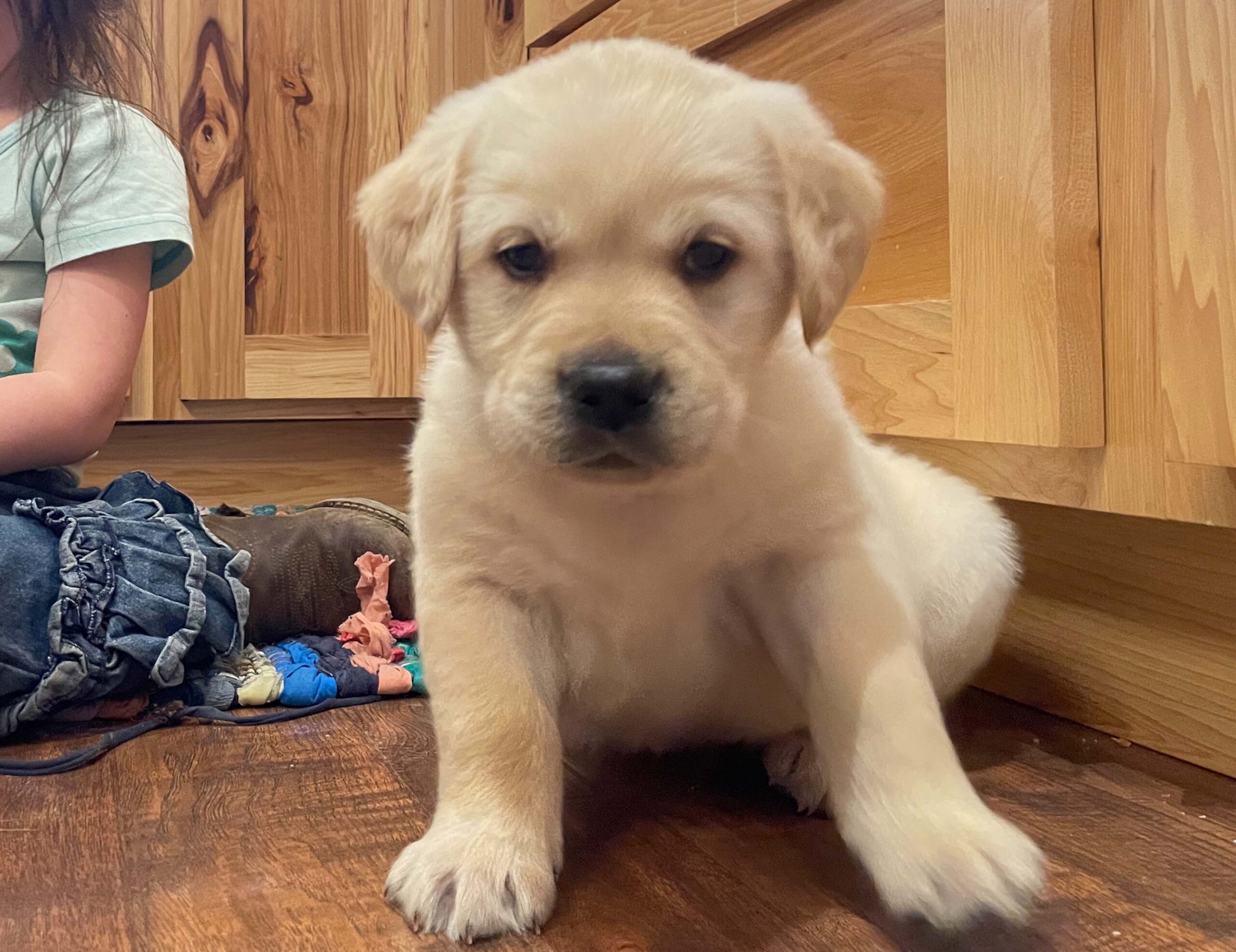 8 week golden retriever puppy for sale in colorado