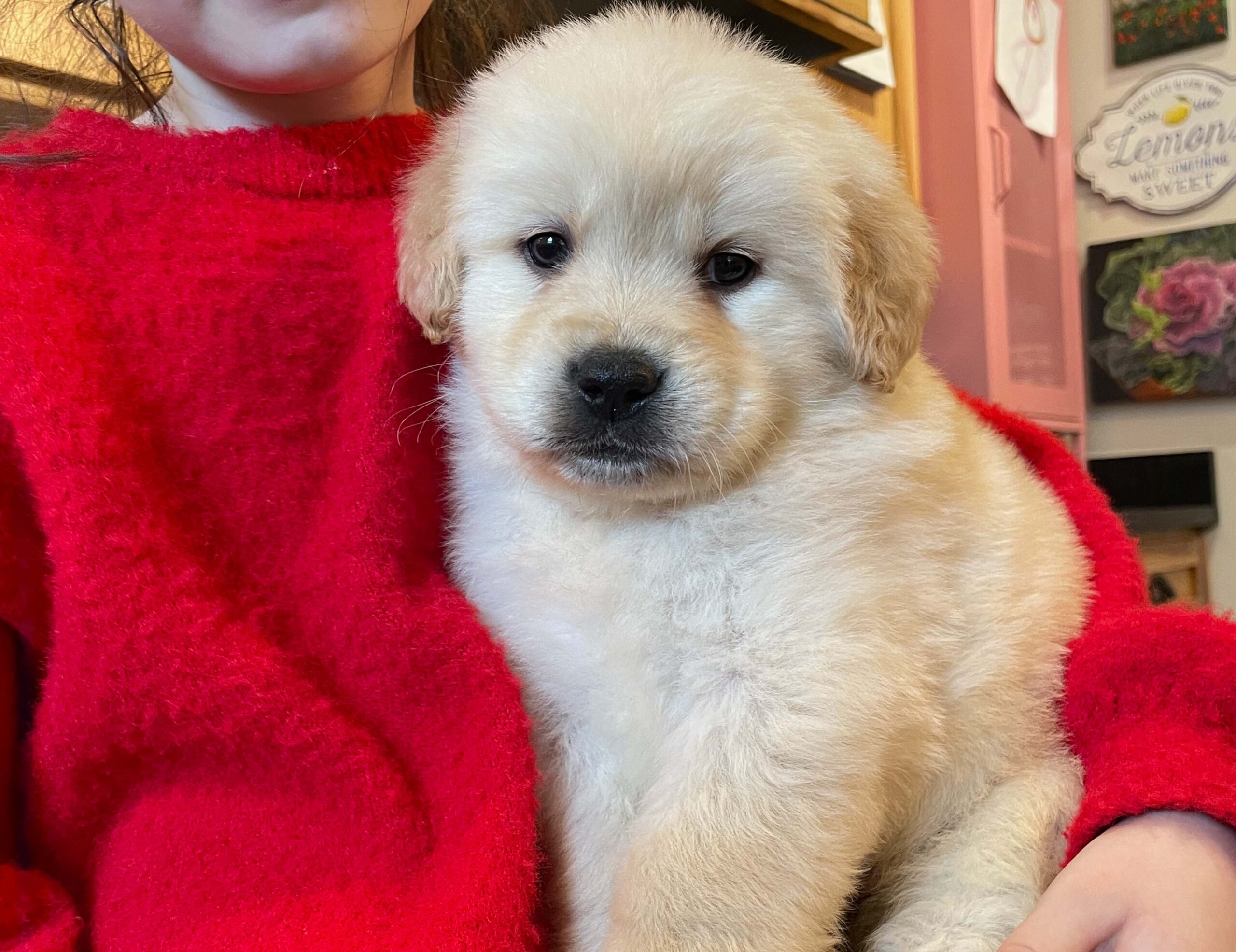 8 week golden retriever puppy for sale in colorado