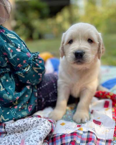 8 week golden retriever puppy for sale in colorado
