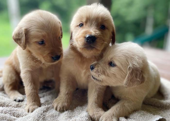 8 week golden retriever puppy for sale in colorado