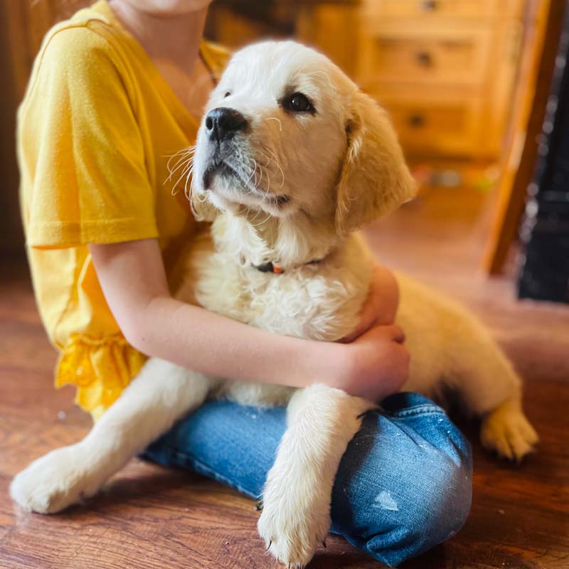 8 week golden retriever puppy for sale in colorado
