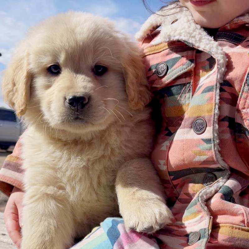 8 week golden retriever puppy for sale in colorado