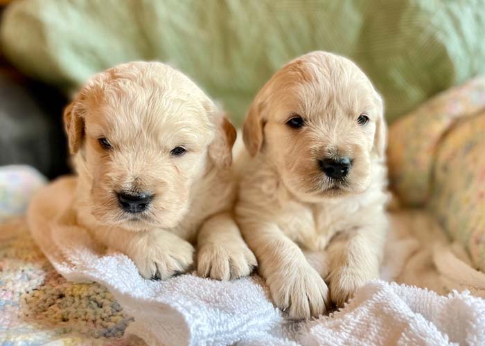 8 week golden retriever puppy for sale in colorado