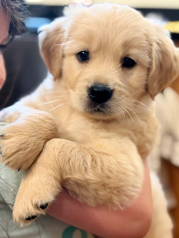 8 week golden retriever puppy for sale in colorado