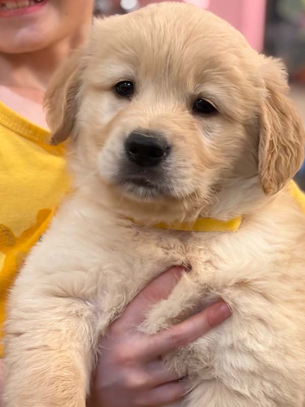 8 week golden retriever puppy for sale in colorado