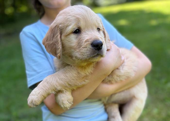 8 week golden retriever puppy for sale in colorado