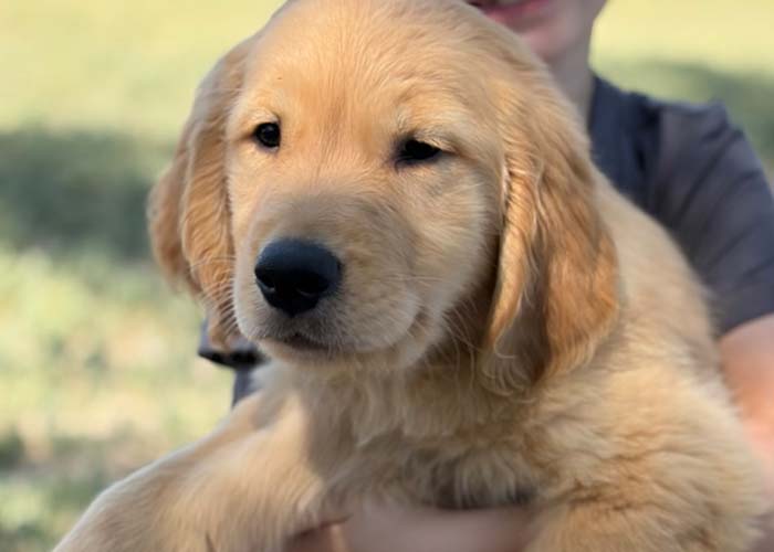8 week golden retriever puppy for sale in colorado