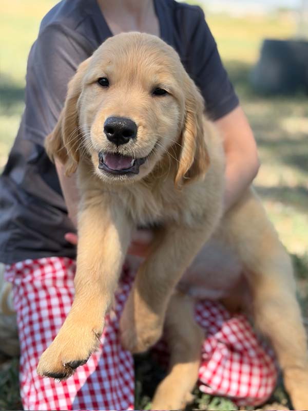 8 week golden retriever puppy for sale in colorado