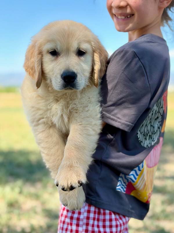 8 week golden retriever puppy for sale in colorado