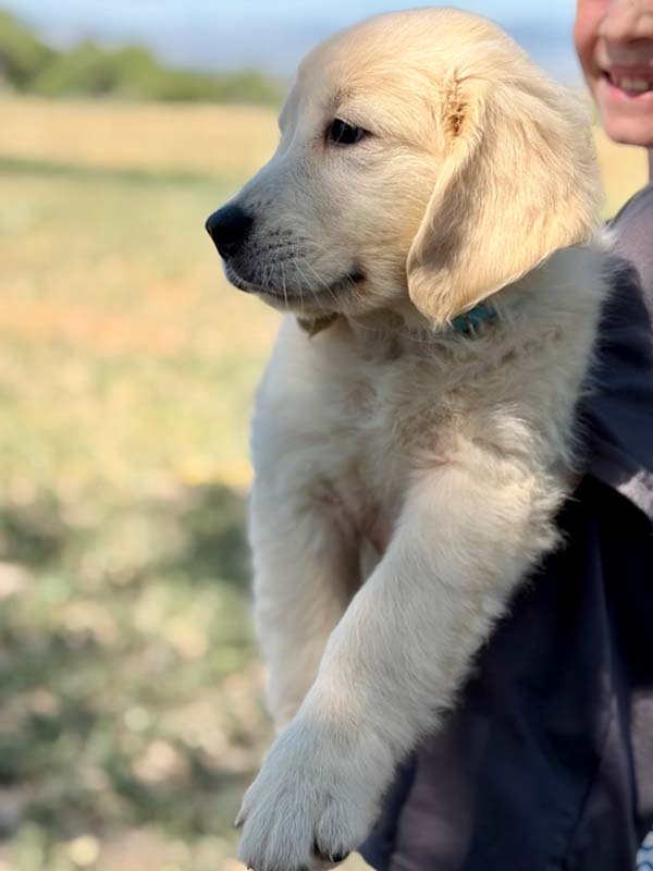 8 week golden retriever puppy for sale in colorado