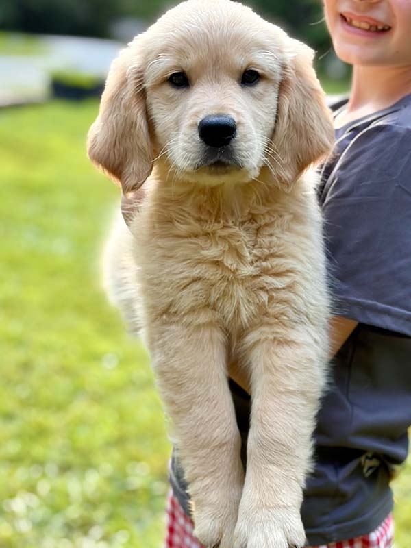 8 week golden retriever puppy for sale in colorado