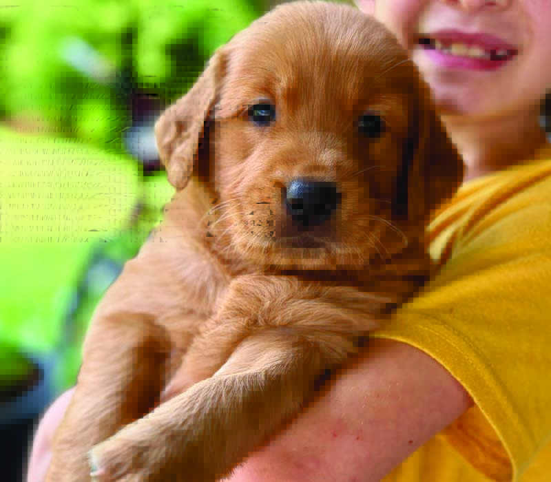 8 week golden retriever puppy for sale in colorado