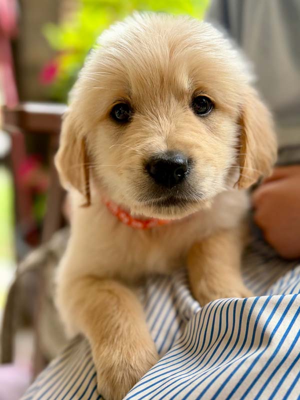 puppies for sale in fort collins colorado