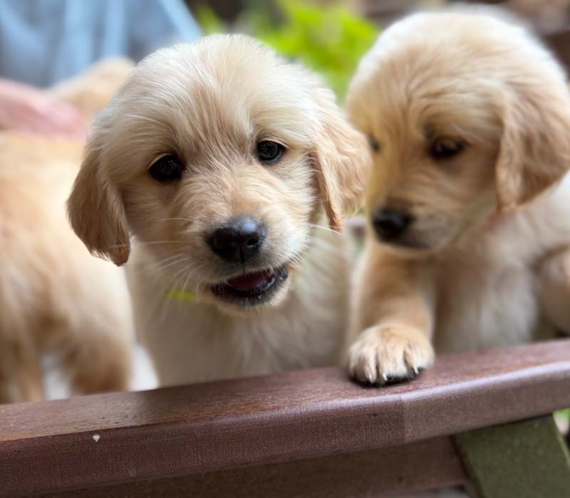 8 week golden retriever puppy for sale in colorado