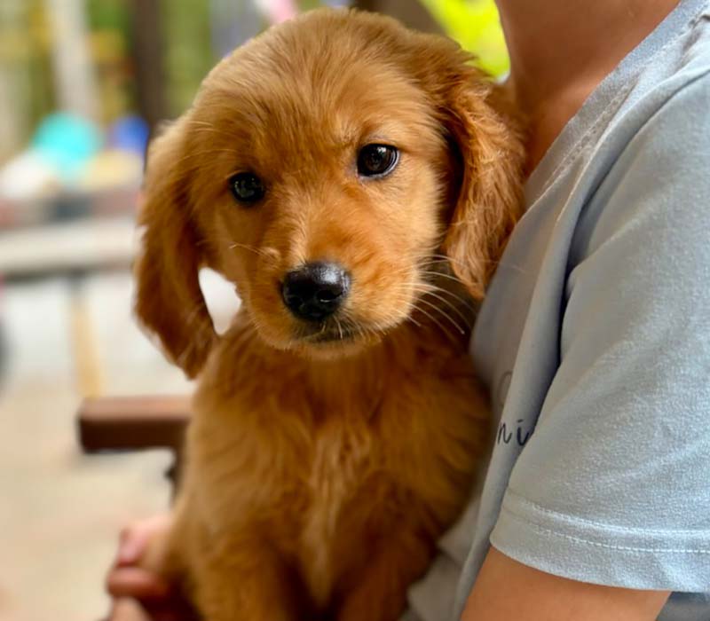 8 week golden retriever puppy for sale in colorado